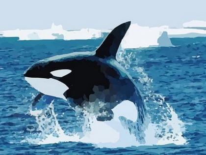 Pod of 10 killer whales trapped by sea ice off Japan's northern island of Hokkaido | Pod of 10 killer whales trapped by sea ice off Japan's northern island of Hokkaido