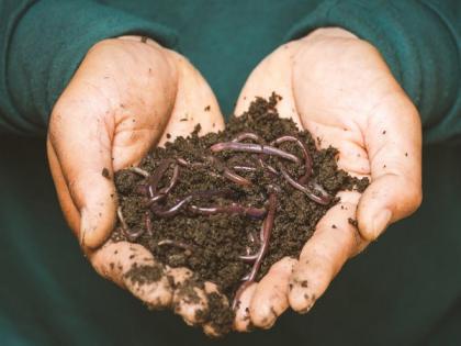 Study finds nematode species that protect crops without pesticides | Study finds nematode species that protect crops without pesticides