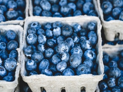 Researchers explain the blue color of blueberries | Researchers explain the blue color of blueberries