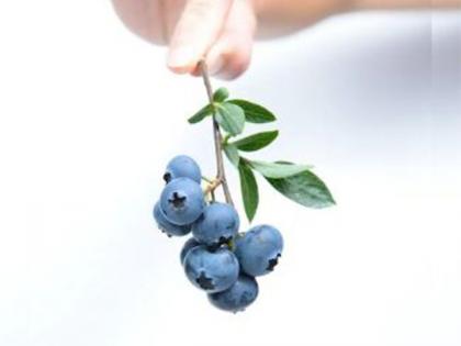 Researchers explain why blueberries are blue in colour | Researchers explain why blueberries are blue in colour Researchers explain why blueberries are blue in colour | Researchers explain why blueberries are blue in colour