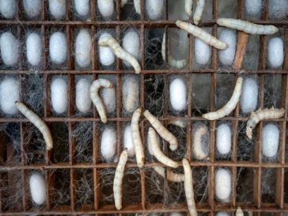 Study identifies nematode species that protect crops without pesticides | Study identifies nematode species that protect crops without pesticides