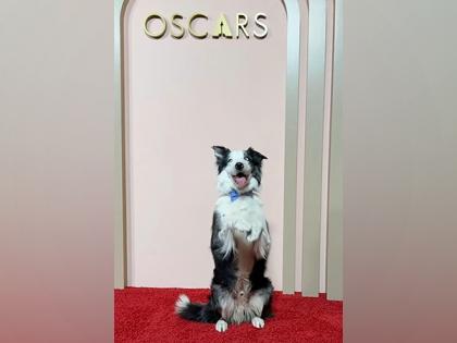 Oscar Nominees Luncheon 2024: Dog from 'Anatomy of a Fall' grabs eyeballs | Oscar Nominees Luncheon 2024: Dog from 'Anatomy of a Fall' grabs eyeballs Oscar Nominees Luncheon 2024: Dog from 'Anatomy of a Fall' grabs eyeballs | Oscar Nominees Luncheon 2024: Dog from 'Anatomy of a Fall' grabs eyeballs