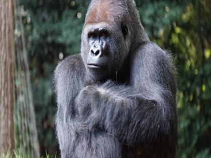 Researchers find four species of apes playfully tease each other | Researchers find four species of apes playfully tease each other Researchers find four species of apes playfully tease each other | Researchers find four species of apes playfully tease each other