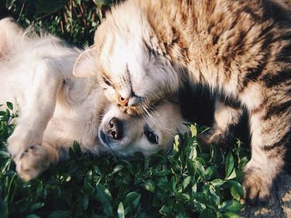 Israelis warned against adopting cats and dogs from Gaza | Israelis warned against adopting cats and dogs from Gaza