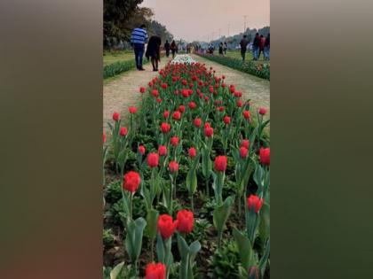 "Tulips are witness of good relations between two countries", says Netherlands envoy on attending Delhi's Tulip festival | "Tulips are witness of good relations between two countries", says Netherlands envoy on attending Delhi's Tulip festival "Tulips are witness of good relations between two countries", says Netherlands envoy on attending Delhi's Tulip festival | "Tulips are witness of good relations between two countries", says Netherlands envoy on attending Delhi's Tulip festival