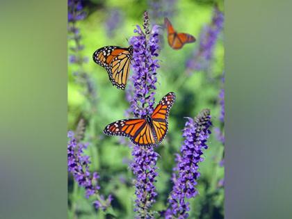 Butterflies mimic each other's flight patterns to evade predators: Study | Butterflies mimic each other's flight patterns to evade predators: Study Butterflies mimic each other's flight patterns to evade predators: Study | Butterflies mimic each other's flight patterns to evade predators: Study