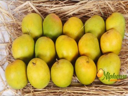 Summer Delights Delivered: Experience Ratnagiri and Devgad Alphonso Mangoes at Your Doorstep | Summer Delights Delivered: Experience Ratnagiri and Devgad Alphonso Mangoes at Your Doorstep Summer Delights Delivered: Experience Ratnagiri and Devgad Alphonso Mangoes at Your Doorstep | Summer Delights Delivered: Experience Ratnagiri and Devgad Alphonso Mangoes at Your Doorstep