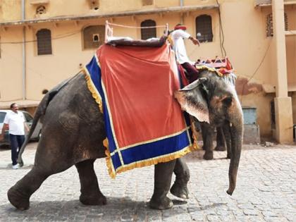 Retire Amer Fort Elephants and End Rides, Pleads World Animal Protection on Occasion of World Wildlife Day | Retire Amer Fort Elephants and End Rides, Pleads World Animal Protection on Occasion of World Wildlife Day Retire Amer Fort Elephants and End Rides, Pleads World Animal Protection on Occasion of World Wildlife Day | Retire Amer Fort Elephants and End Rides, Pleads World Animal Protection on Occasion of World Wildlife Day