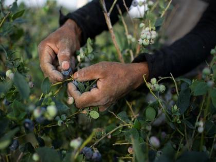 Australian blueberry breaks world record as heaviest ever | Australian blueberry breaks world record as heaviest ever Australian blueberry breaks world record as heaviest ever | Australian blueberry breaks world record as heaviest ever