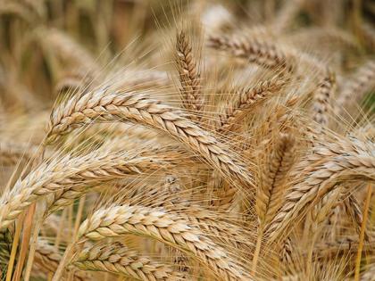 Pak: 47,000 sacks of wheat worth PKR 800 mn go missing from warehouse in Sindh | Pak: 47,000 sacks of wheat worth PKR 800 mn go missing from warehouse in Sindh Pak: 47,000 sacks of wheat worth PKR 800 mn go missing from warehouse in Sindh | Pak: 47,000 sacks of wheat worth PKR 800 mn go missing from warehouse in Sindh
