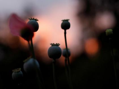 Concern sparks over as Afghanistan emerges as hub of narcotics production | Concern sparks over as Afghanistan emerges as hub of narcotics production Concern sparks over as Afghanistan emerges as hub of narcotics production | Concern sparks over as Afghanistan emerges as hub of narcotics production