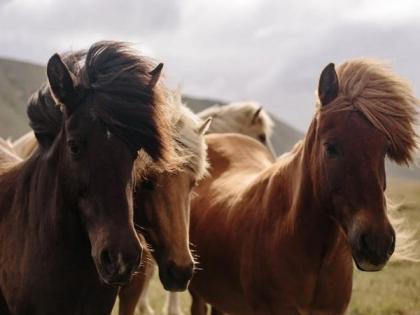 119 horses from 15 countries to compete in Dubai World Cup 2024 | 119 horses from 15 countries to compete in Dubai World Cup 2024