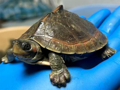 Pak: Hundreds of turtles killed by electrocution in Chiniot | Pak: Hundreds of turtles killed by electrocution in Chiniot