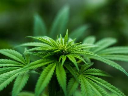 Germans celebrate as recreational cannabis use becomes legal | Germans celebrate as recreational cannabis use becomes legal Germans celebrate as recreational cannabis use becomes legal | Germans celebrate as recreational cannabis use becomes legal