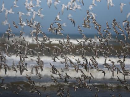 Scientists warn of lethal bird flu pandemic, says could be '100 times worse' than COVID | Scientists warn of lethal bird flu pandemic, says could be '100 times worse' than COVID Scientists warn of lethal bird flu pandemic, says could be '100 times worse' than COVID | Scientists warn of lethal bird flu pandemic, says could be '100 times worse' than COVID