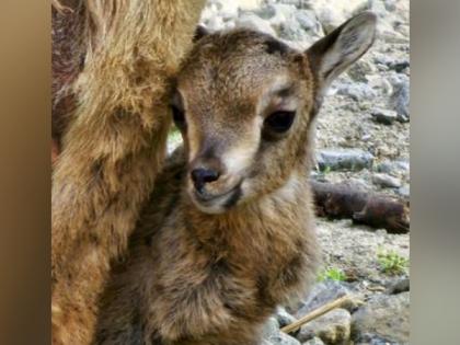 Al Hefaiyah Mountain Conservation Centre witnesses first birth of an Arabian Tahr | Al Hefaiyah Mountain Conservation Centre witnesses first birth of an Arabian Tahr