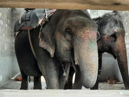 World Animal Protection Urges Immediate and Proper Rehabilitation for Captive Elephants in India Amidst Growing Deadly Incidents | World Animal Protection Urges Immediate and Proper Rehabilitation for Captive Elephants in India Amidst Growing Deadly Incidents