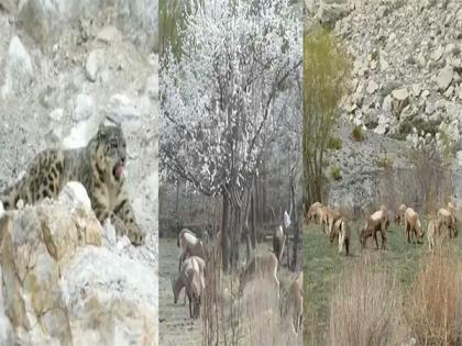 Rise in average temperatures shifts season cycle in Gilgit-Baltistan | Rise in average temperatures shifts season cycle in Gilgit-Baltistan Rise in average temperatures shifts season cycle in Gilgit-Baltistan | Rise in average temperatures shifts season cycle in Gilgit-Baltistan