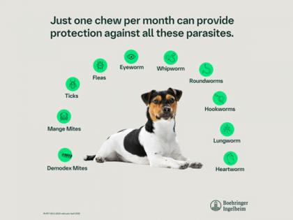 Boehringer Ingelheim introduces NexGard SPECTRA for dogs in India | Boehringer Ingelheim introduces NexGard SPECTRA for dogs in India Boehringer Ingelheim introduces NexGard SPECTRA for dogs in India | Boehringer Ingelheim introduces NexGard SPECTRA for dogs in India