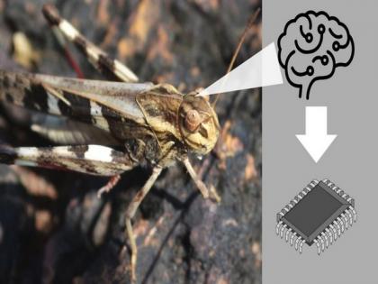 Researchers develop low-power artificial neurons mimicking locust brains for obstacle detection | Researchers develop low-power artificial neurons mimicking locust brains for obstacle detection Researchers develop low-power artificial neurons mimicking locust brains for obstacle detection | Researchers develop low-power artificial neurons mimicking locust brains for obstacle detection
