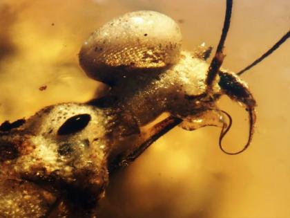 99 million-year-old amber yields fossil surprise | 99 million-year-old amber yields fossil surprise 99 million-year-old amber yields fossil surprise | 99 million-year-old amber yields fossil surprise