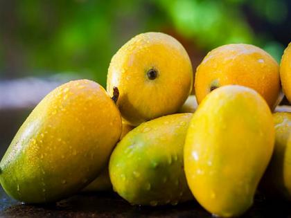 Mango yield likely to be 75 pc less this season as mercury soars high in Malda | Mango yield likely to be 75 pc less this season as mercury soars high in Malda Mango yield likely to be 75 pc less this season as mercury soars high in Malda | Mango yield likely to be 75 pc less this season as mercury soars high in Malda