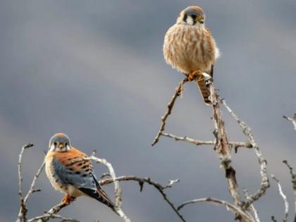 Study finds how birdwatching helps students reduce distress, improve mental health | Study finds how birdwatching helps students reduce distress, improve mental health