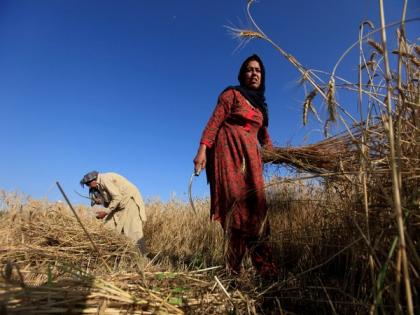 Pak wheat crop devastated: 29 dealers face legal action in Narowal fertiliser scam | Pak wheat crop devastated: 29 dealers face legal action in Narowal fertiliser scam