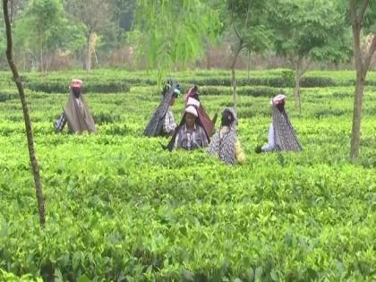 Tea production declines in Assam and Bengal due to low rainfall | Tea production declines in Assam and Bengal due to low rainfall Tea production declines in Assam and Bengal due to low rainfall | Tea production declines in Assam and Bengal due to low rainfall