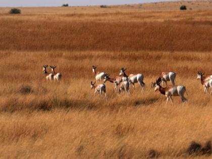 EAD starts first reintroduction phase of Dama Gazelles in Chad | EAD starts first reintroduction phase of Dama Gazelles in Chad