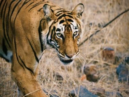 Singapore's mission official spots Tigress 'Shakti' at Ranthambore National Park | Singapore's mission official spots Tigress 'Shakti' at Ranthambore National Park