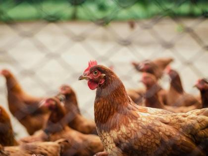 United States Reports Second Human Case of Bird Flu, Dairy Worker Infected | United States Reports Second Human Case of Bird Flu, Dairy Worker Infected