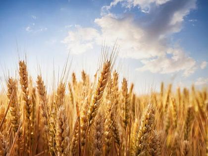 Wheat Procurement Surpasses Last Year’s Figure, Comfortable to Meet Demand: Food Ministry | Wheat Procurement Surpasses Last Year’s Figure, Comfortable to Meet Demand: Food Ministry