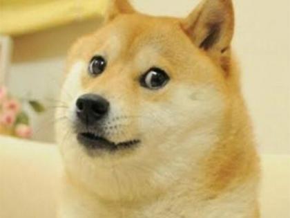 Kabosu, the Shiba Inu behind doge meme, passes away | Kabosu, the Shiba Inu behind doge meme, passes away