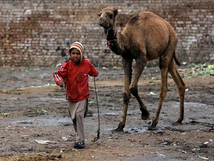 Wounded camel in Pakistan's Sindh to get artificial leg, say authorities | Wounded camel in Pakistan's Sindh to get artificial leg, say authorities Wounded camel in Pakistan's Sindh to get artificial leg, say authorities | Wounded camel in Pakistan's Sindh to get artificial leg, say authorities