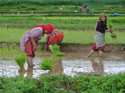 Nepal marks Ropain Diwas, celebrating rice and rituals by planting paddy saplings | Nepal marks Ropain Diwas, celebrating rice and rituals by planting paddy saplings Nepal marks Ropain Diwas, celebrating rice and rituals by planting paddy saplings | Nepal marks Ropain Diwas, celebrating rice and rituals by planting paddy saplings