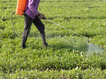 Food and Fertiliser subsidy declines in FY 2024 - Economic Survey | Food and Fertiliser subsidy declines in FY 2024 - Economic Survey Food and Fertiliser subsidy declines in FY 2024 - Economic Survey | Food and Fertiliser subsidy declines in FY 2024 - Economic Survey