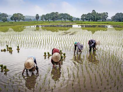 India registers 8,875 farmer producer organisations under Central Sector Scheme | India registers 8,875 farmer producer organisations under Central Sector Scheme India registers 8,875 farmer producer organisations under Central Sector Scheme | India registers 8,875 farmer producer organisations under Central Sector Scheme