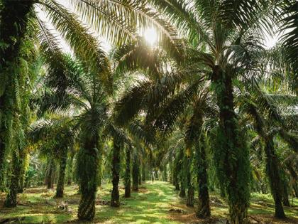 'The Stories of Palm Oil' a 5-part documentary series launched | 'The Stories of Palm Oil' a 5-part documentary series launched 'The Stories of Palm Oil' a 5-part documentary series launched | 'The Stories of Palm Oil' a 5-part documentary series launched