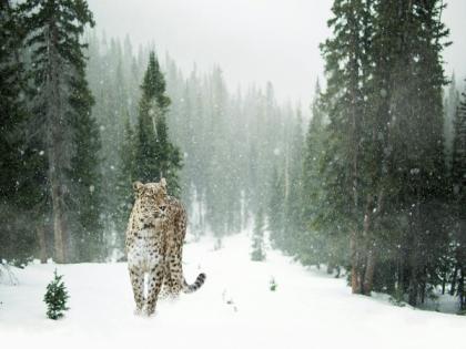 Pakistan: Man arrested in Lahore for selling Snow Leopard skin | Pakistan: Man arrested in Lahore for selling Snow Leopard skin Pakistan: Man arrested in Lahore for selling Snow Leopard skin | Pakistan: Man arrested in Lahore for selling Snow Leopard skin