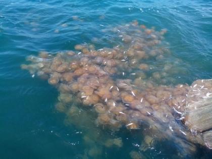 China to "gradually resume" importing Japanese seafood | China to "gradually resume" importing Japanese seafood China to "gradually resume" importing Japanese seafood | China to "gradually resume" importing Japanese seafood
