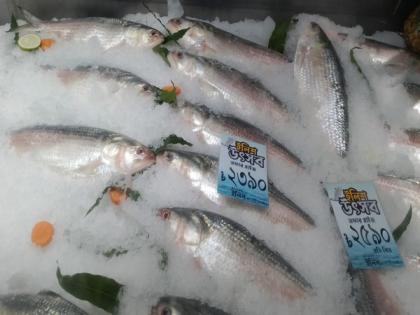 Bangladesh approves Hilsa fish export to India for Durga Puja | Bangladesh approves Hilsa fish export to India for Durga Puja Bangladesh approves Hilsa fish export to India for Durga Puja | Bangladesh approves Hilsa fish export to India for Durga Puja