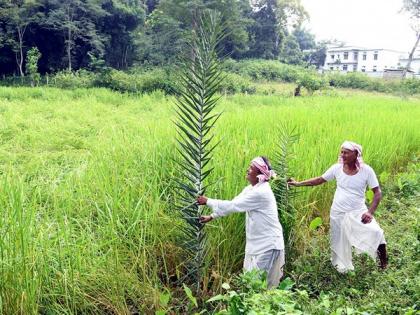 Agriculture growth expected to remain strong in second half of FY25: Bank of Baroda | Agriculture growth expected to remain strong in second half of FY25: Bank of Baroda Agriculture growth expected to remain strong in second half of FY25: Bank of Baroda | Agriculture growth expected to remain strong in second half of FY25: Bank of Baroda