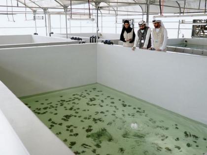 EAD executes region's first freshwater oyster pearl aquaculture project | EAD executes region's first freshwater oyster pearl aquaculture project EAD executes region's first freshwater oyster pearl aquaculture project | EAD executes region's first freshwater oyster pearl aquaculture project