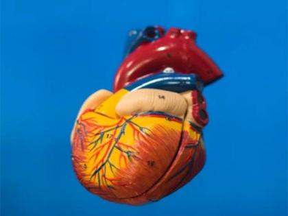 Artificial heart patients can regenerate heart muscles: Study | Artificial heart patients can regenerate heart muscles: Study