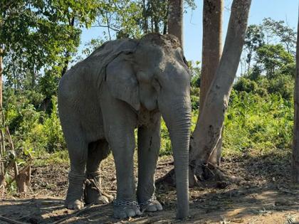 Vantara to offer chain-free haven for 20 elephants rescued from exploitative logging industry | Vantara to offer chain-free haven for 20 elephants rescued from exploitative logging industry Vantara to offer chain-free haven for 20 elephants rescued from exploitative logging industry | Vantara to offer chain-free haven for 20 elephants rescued from exploitative logging industry