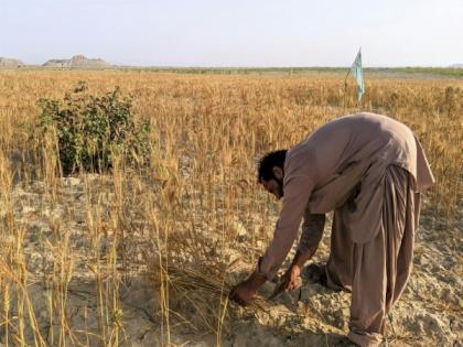 Pakistan: Balochistan farmers reject 35 pc tax on agricultural production, call it "cruel", "anti-farmer" | Pakistan: Balochistan farmers reject 35 pc tax on agricultural production, call it "cruel", "anti-farmer" Pakistan: Balochistan farmers reject 35 pc tax on agricultural production, call it "cruel", "anti-farmer" | Pakistan: Balochistan farmers reject 35 pc tax on agricultural production, call it "cruel", "anti-farmer"