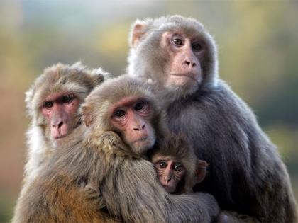 Faced with increased crop-destruction and simian menace, Nepal lawmaker suggests "selling monkeys to China" | Faced with increased crop-destruction and simian menace, Nepal lawmaker suggests "selling monkeys to China" Faced with increased crop-destruction and simian menace, Nepal lawmaker suggests "selling monkeys to China" | Faced with increased crop-destruction and simian menace, Nepal lawmaker suggests "selling monkeys to China"