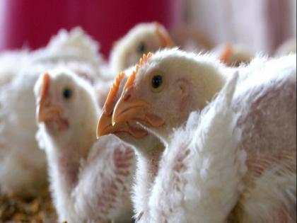Indian poultry industry profitability to slip in 2025-26 over increased feed cost: Crisil report | Indian poultry industry profitability to slip in 2025-26 over increased feed cost: Crisil report Indian poultry industry profitability to slip in 2025-26 over increased feed cost: Crisil report | Indian poultry industry profitability to slip in 2025-26 over increased feed cost: Crisil report