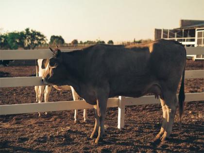 Cabinet approves revision of Livestock Health and Disease Control Programme | Cabinet approves revision of Livestock Health and Disease Control Programme Cabinet approves revision of Livestock Health and Disease Control Programme | Cabinet approves revision of Livestock Health and Disease Control Programme